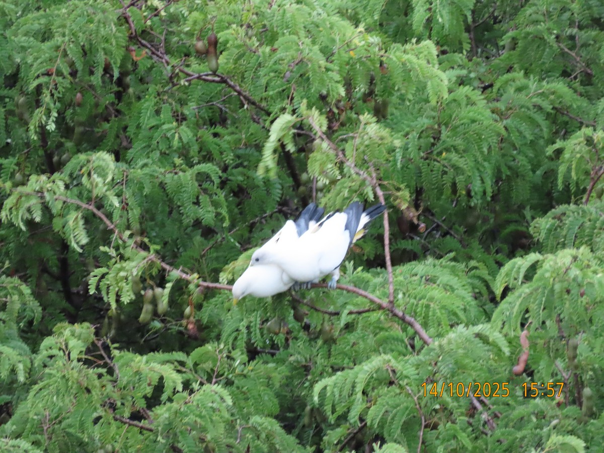 Torresian Imperial-Pigeon - ML643474449