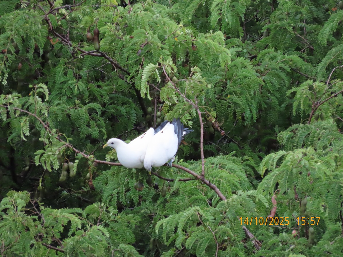 Torresian Imperial-Pigeon - ML643474450