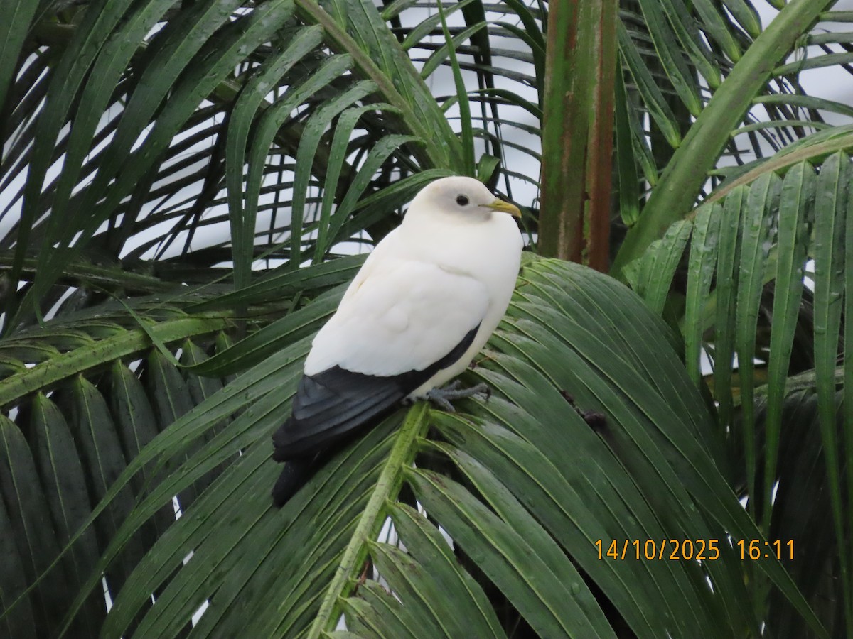 Torresian Imperial-Pigeon - ML643474457