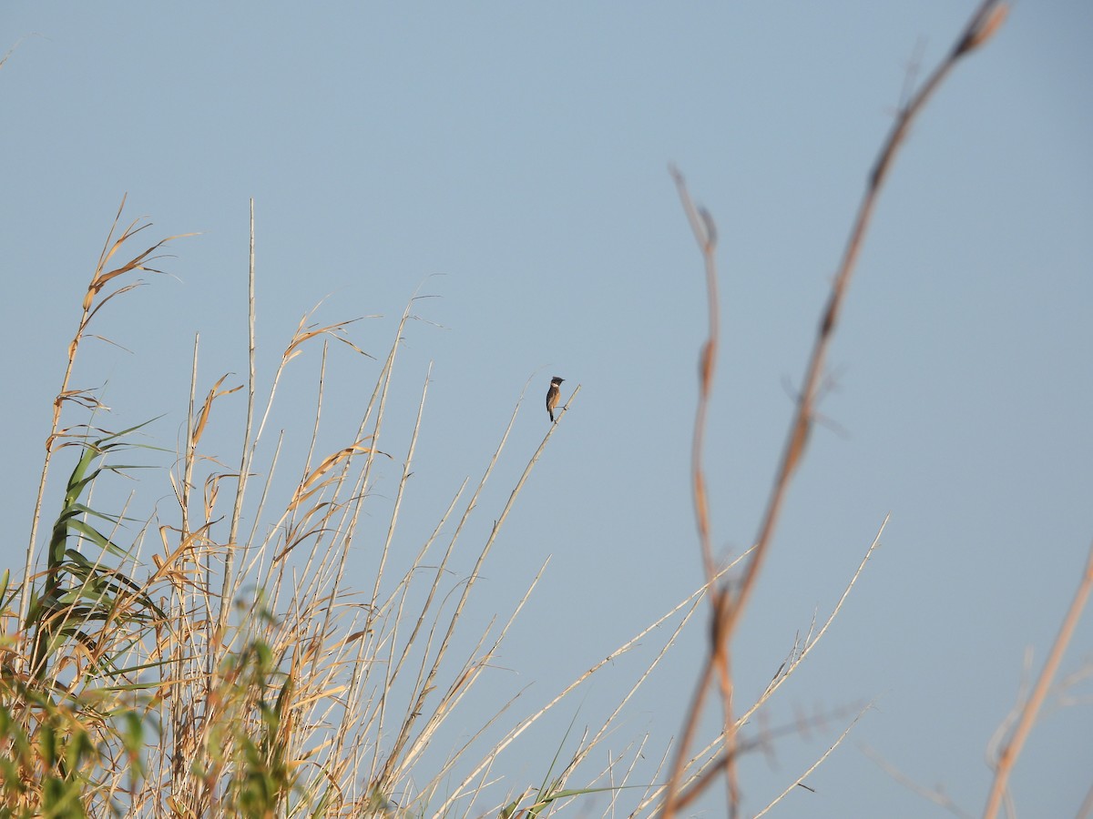 European Stonechat - ML643474473
