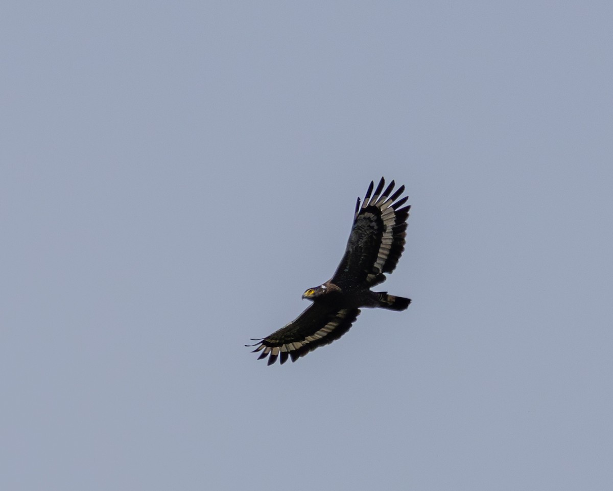 Crested Serpent-Eagle - ML643474477