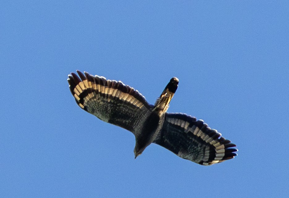 Crested Serpent-Eagle - ML643474483