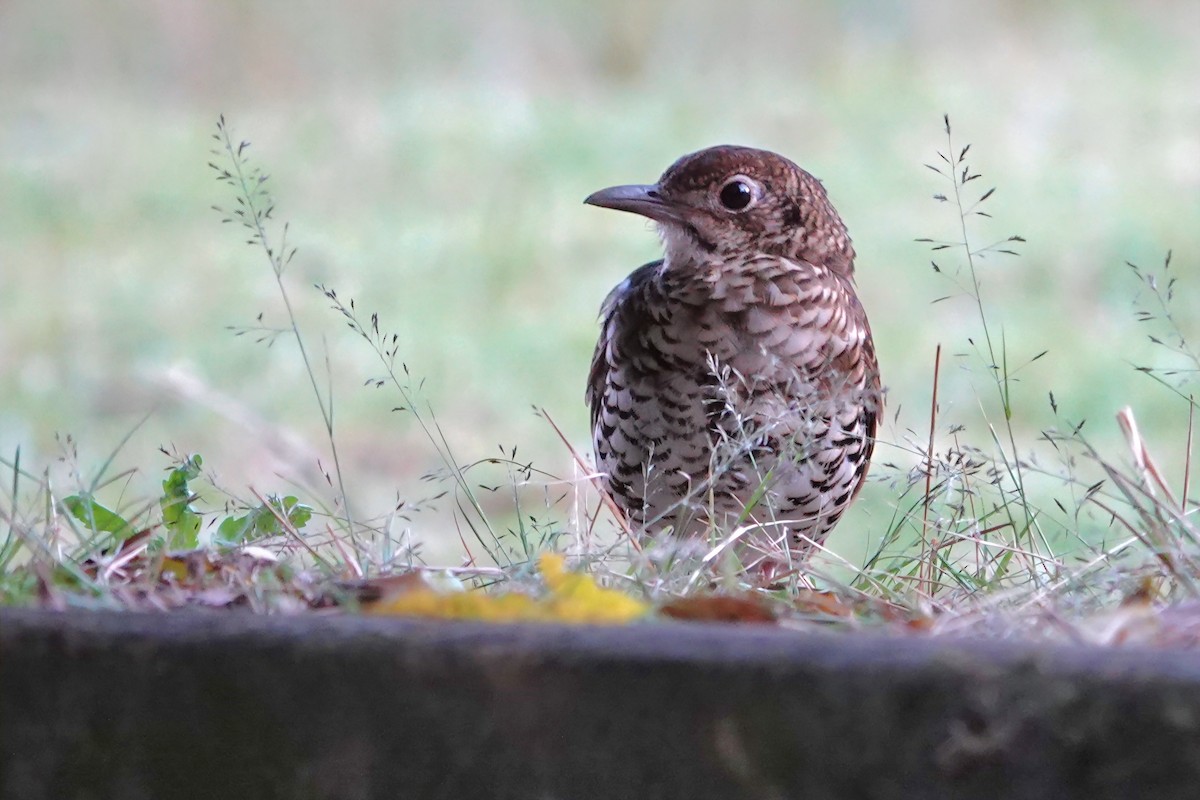 Bassian Thrush - ML643474491