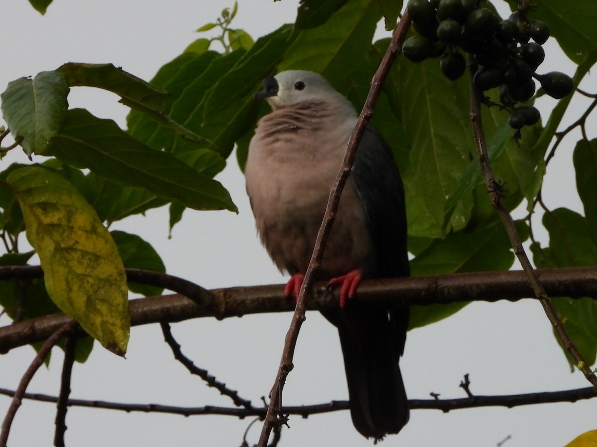 Pacific Imperial-Pigeon - ML643474495