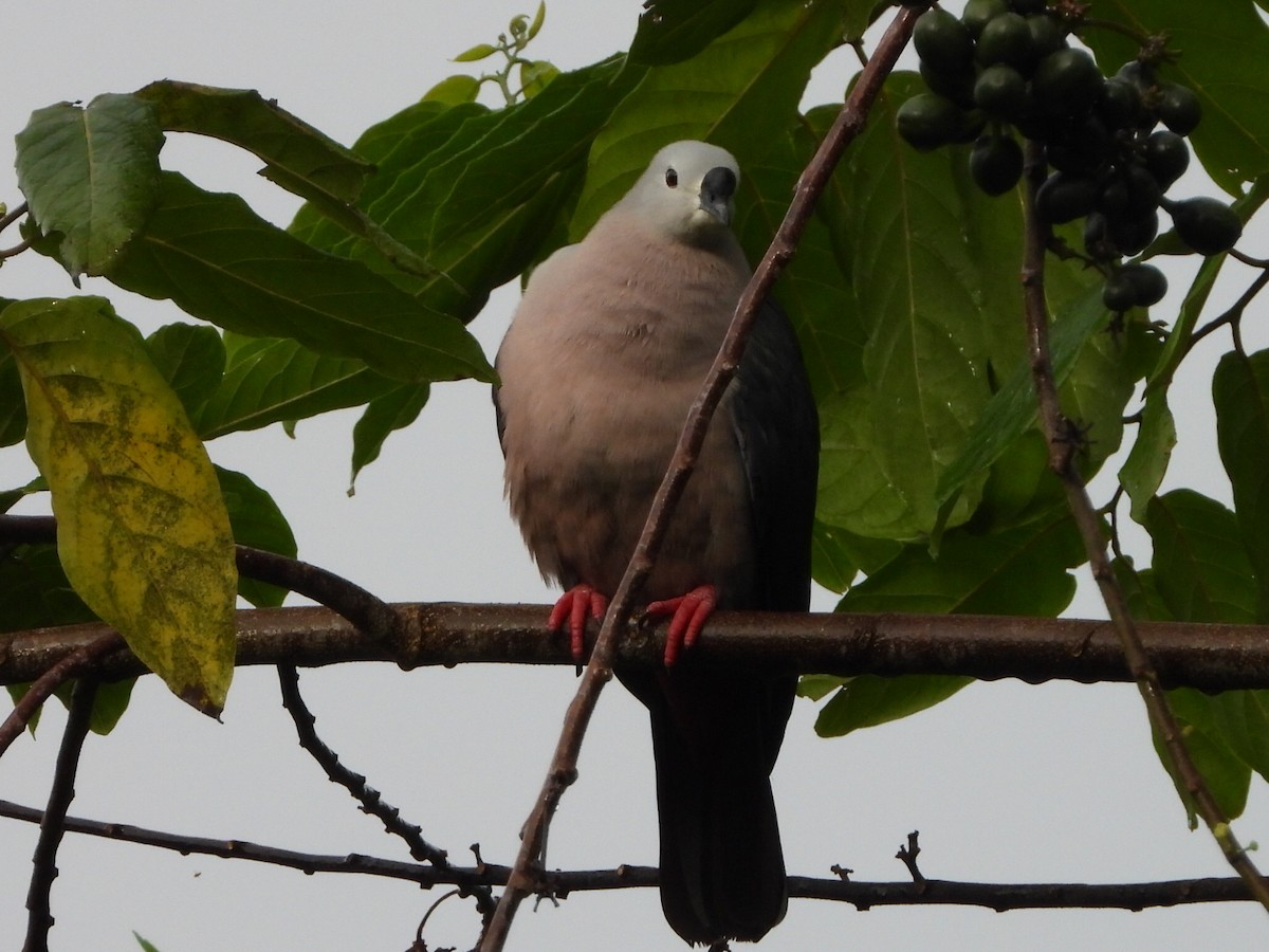 Pacific Imperial-Pigeon - ML643474496