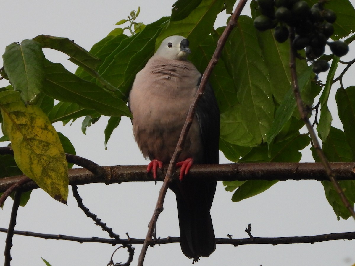 Pacific Imperial-Pigeon - ML643474497