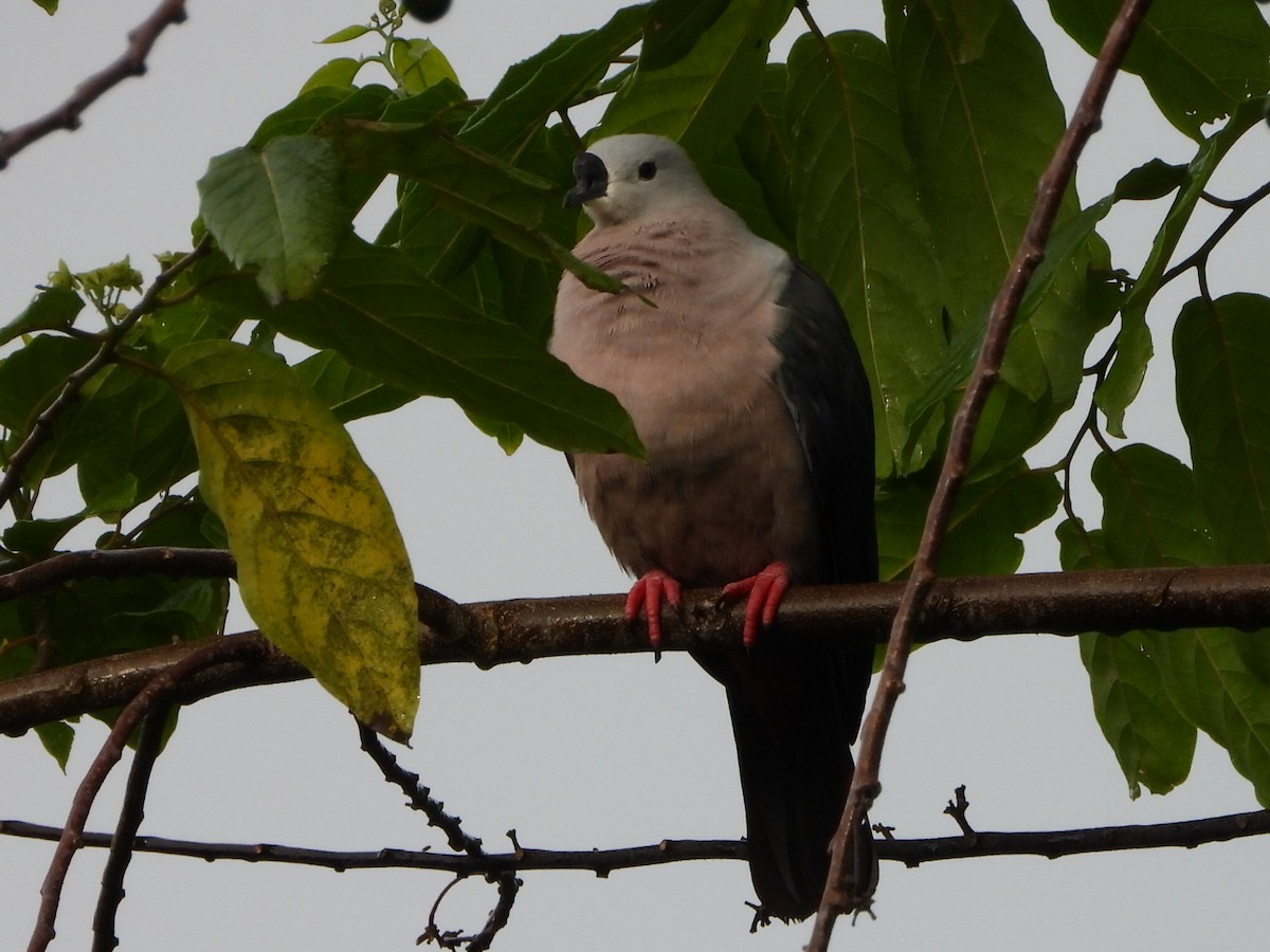 Pacific Imperial-Pigeon - ML643474498