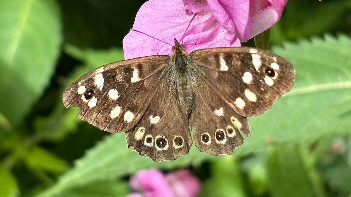 Speckled Wood - ML643474500