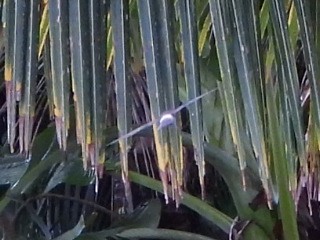 White-rumped Swiftlet - ML643474507