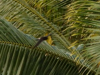 White-rumped Swiftlet - ML643474508