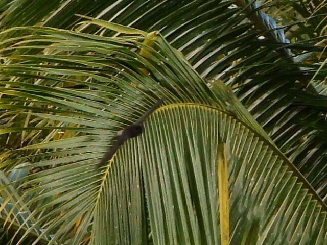 White-rumped Swiftlet - ML643474509