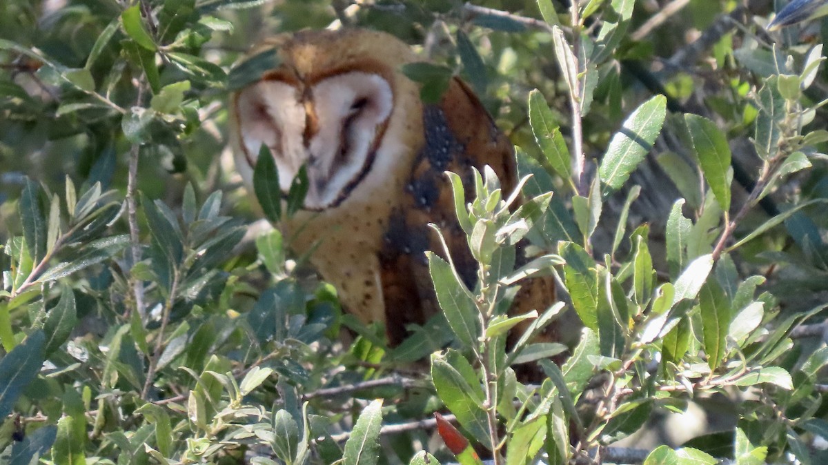 American Barn Owl - ML643474510