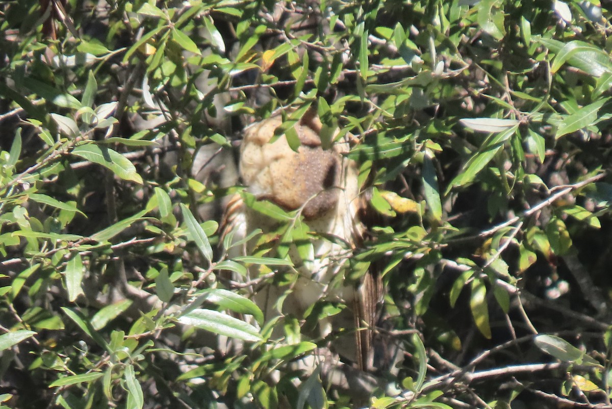 American Barn Owl - ML643474514