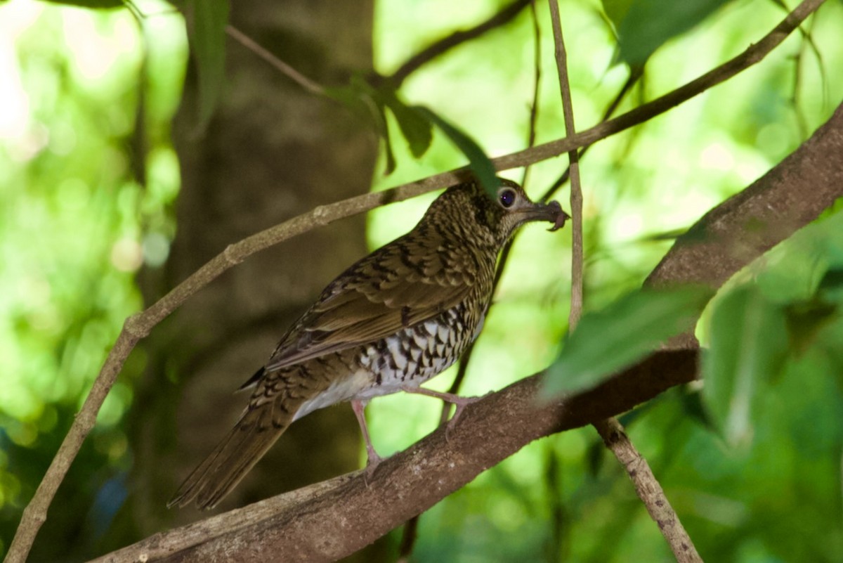 Bassian Thrush - ML643474517