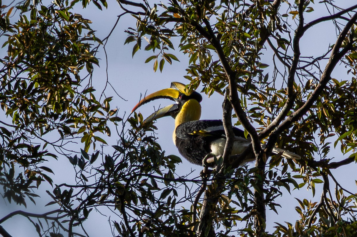 Great Hornbill - ML643474518