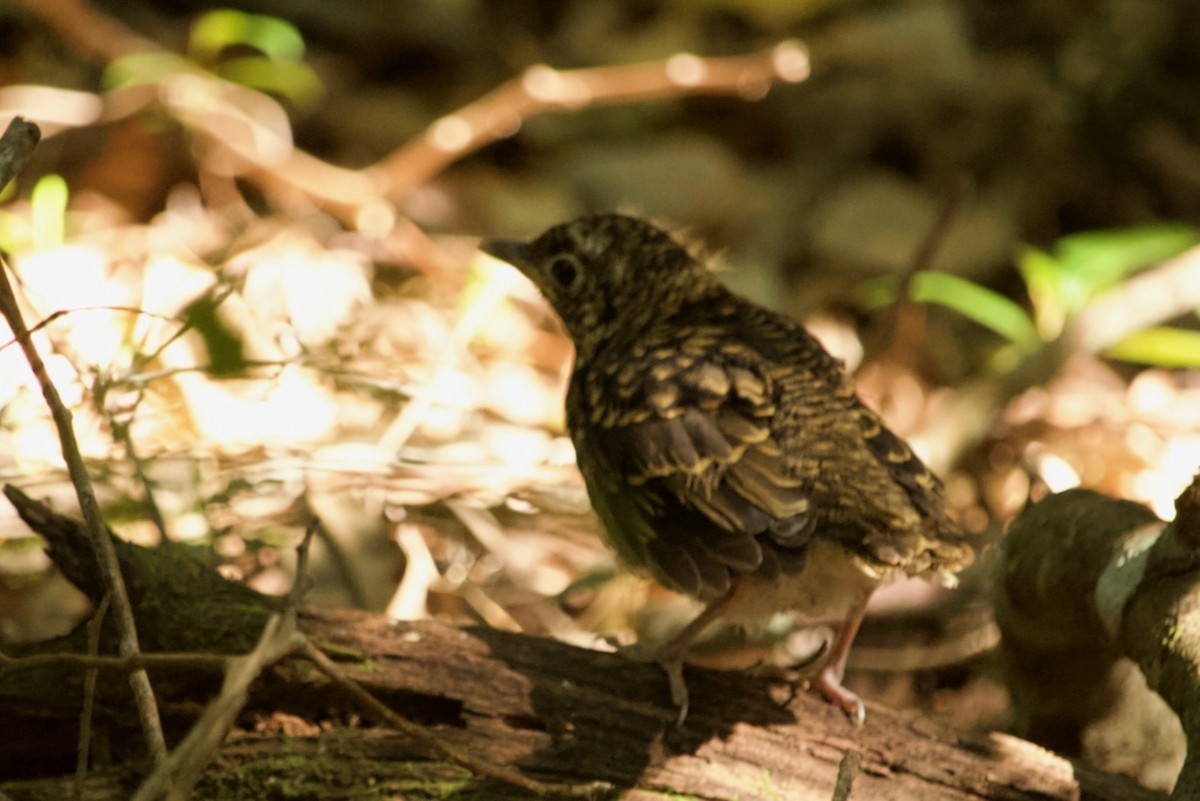 Bassian Thrush - ML643474526