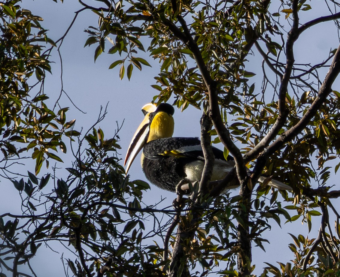 Great Hornbill - ML643474531