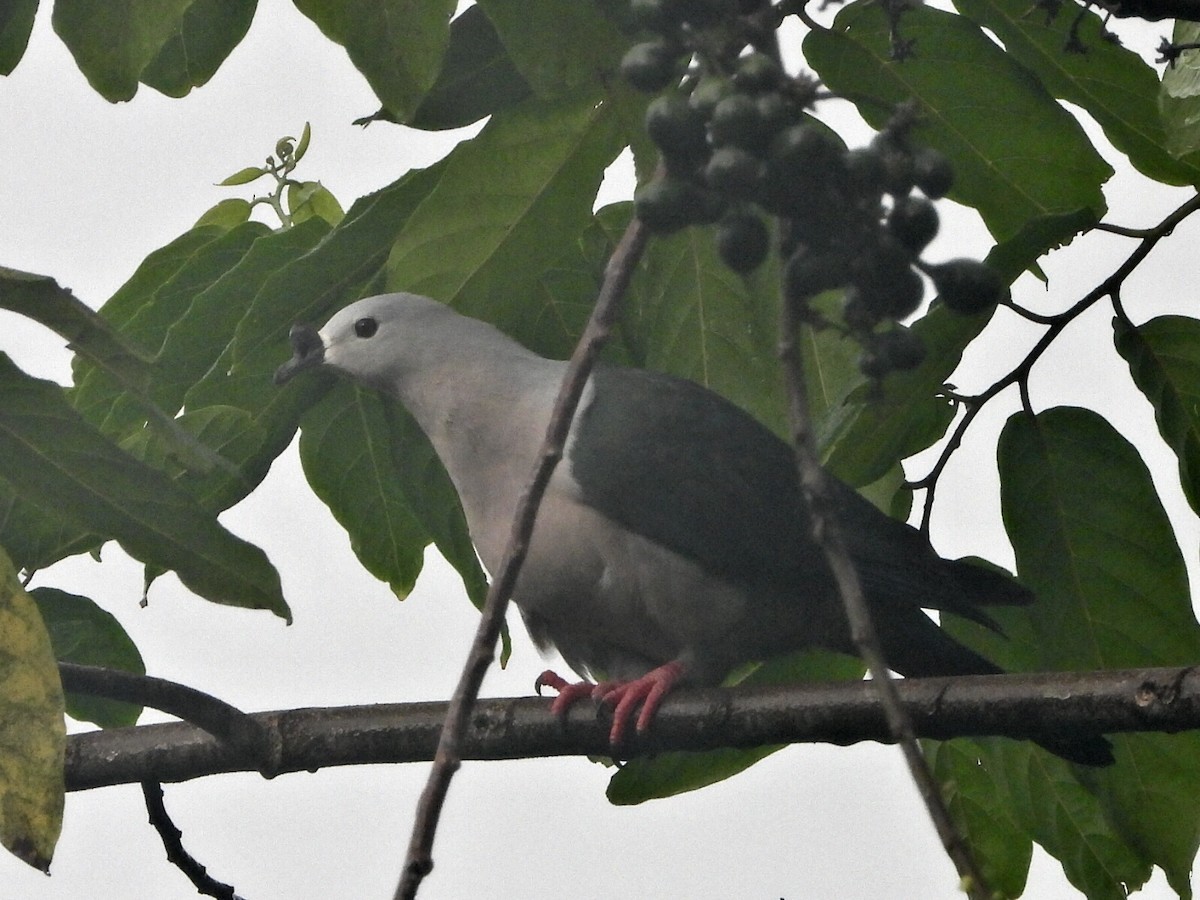 Pacific Imperial-Pigeon - ML643474535