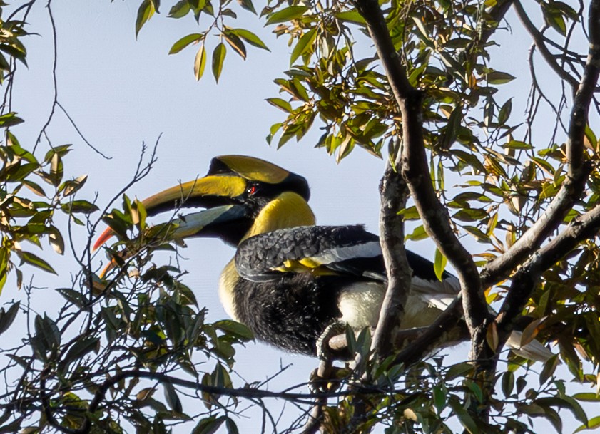 Great Hornbill - ML643474540