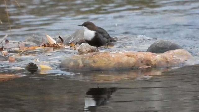 ムナジロカワガラス - ML643474548