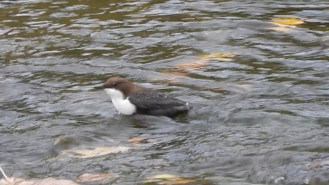 ムナジロカワガラス - ML643474550