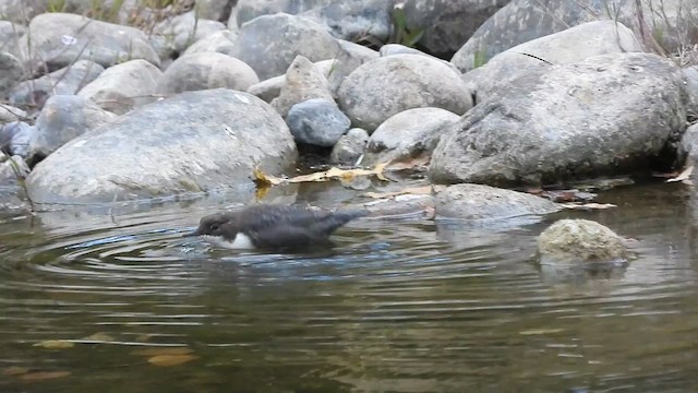 ムナジロカワガラス - ML643474564