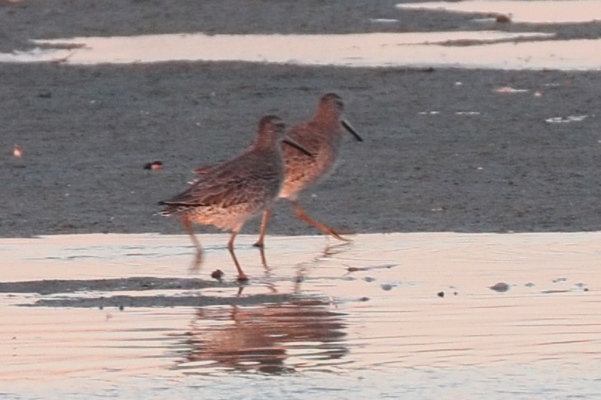 Short-billed Dowitcher - ML643474566
