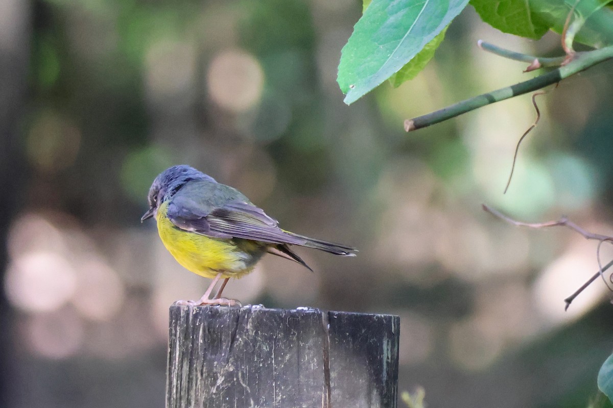 Eastern Yellow Robin - ML643474575