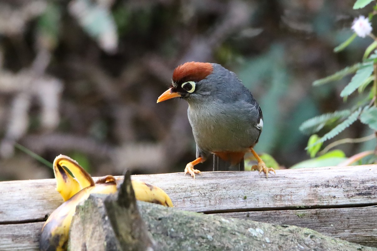 Chestnut-capped Laughingthrush - ML643474598