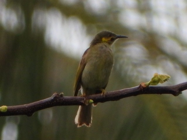 Eastern Wattled-Honeyeater - ML643474600