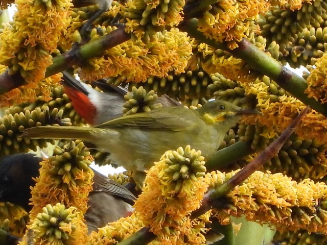 Eastern Wattled-Honeyeater - ML643474601