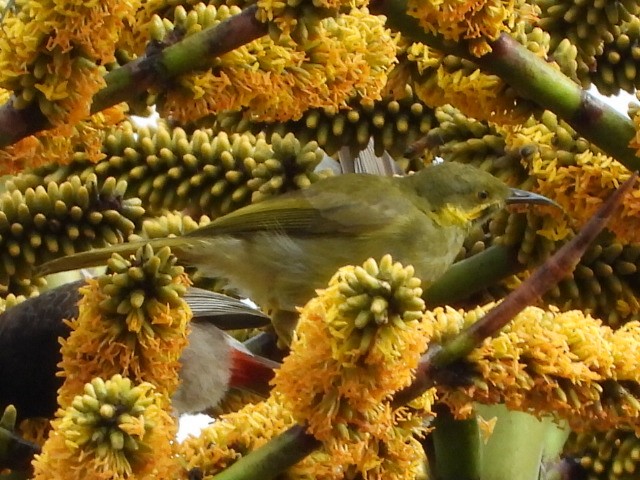 Eastern Wattled-Honeyeater - ML643474602
