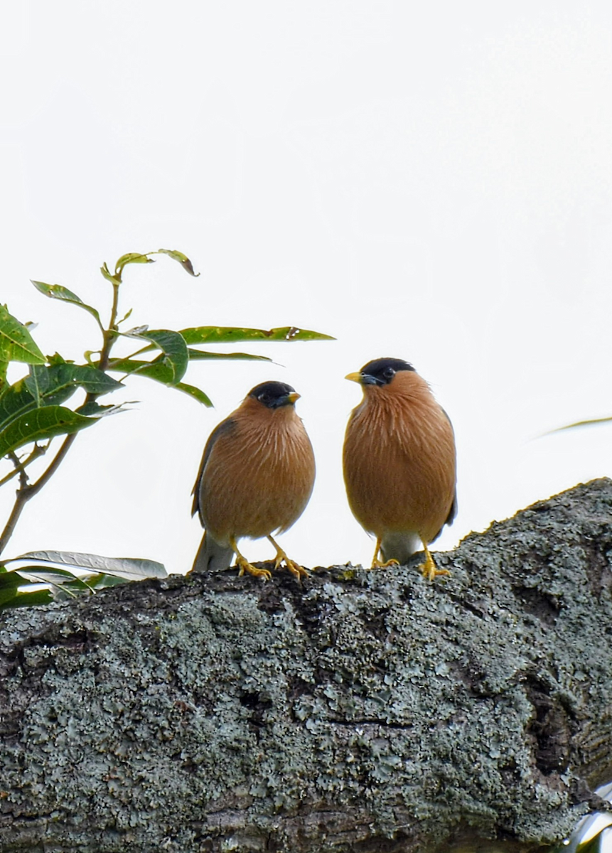 Brahminy Starling - ML643474609