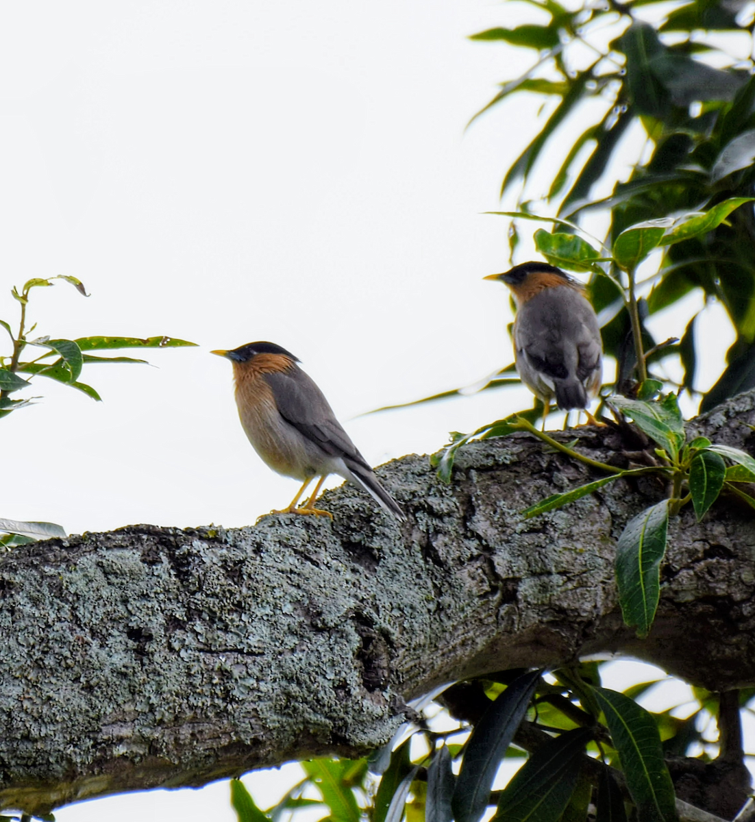 Brahminy Starling - ML643474610