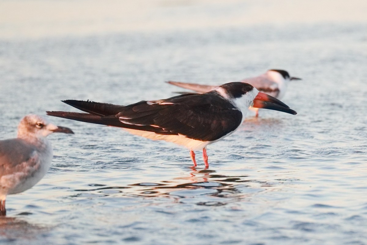 Black Skimmer - ML643474617