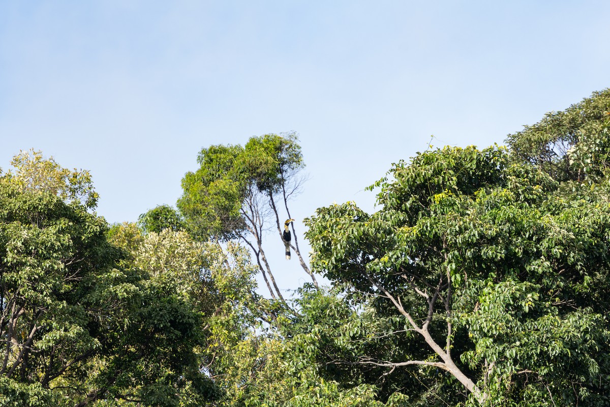 Great Hornbill - ML643474622