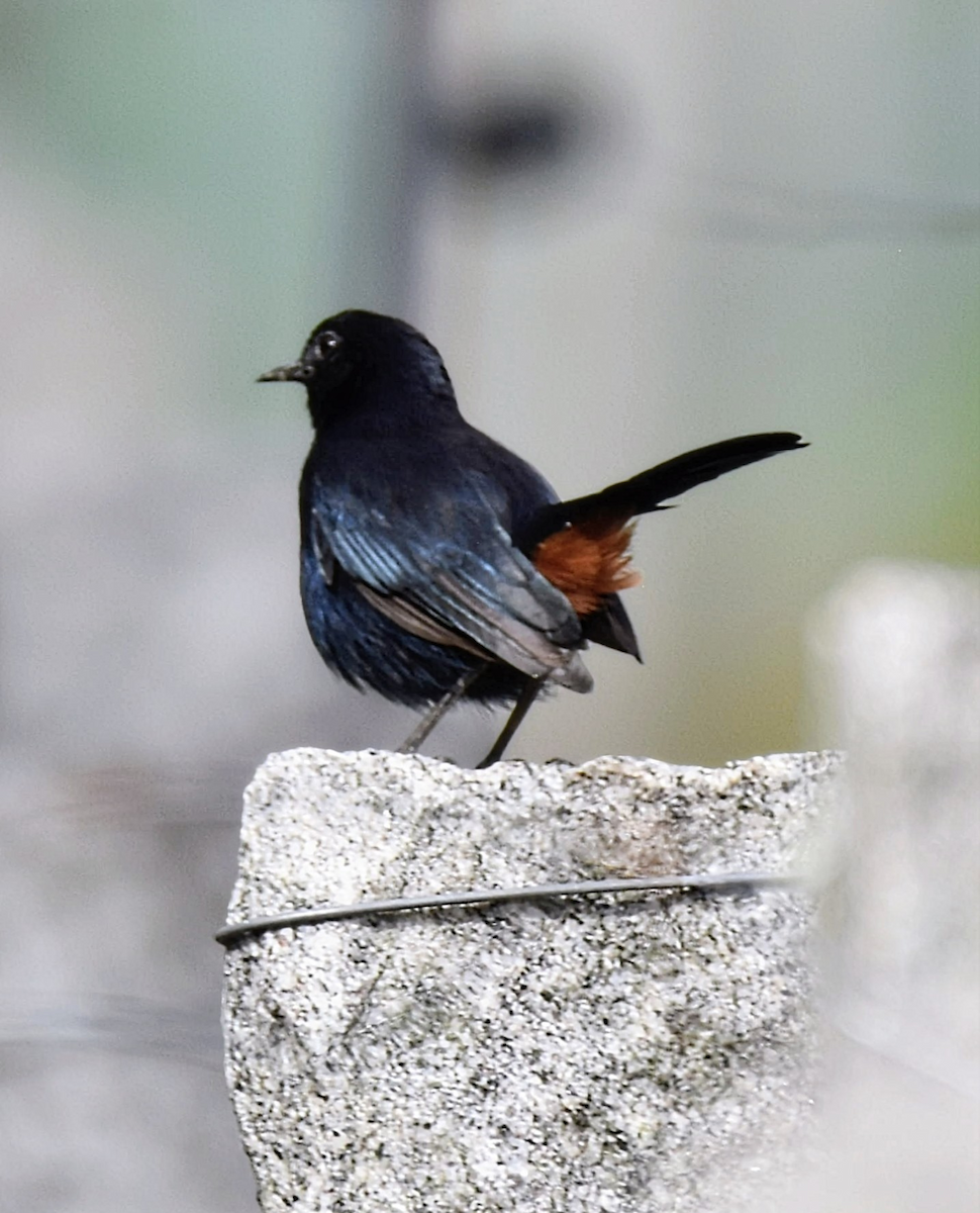 Indian Robin - ML643474623