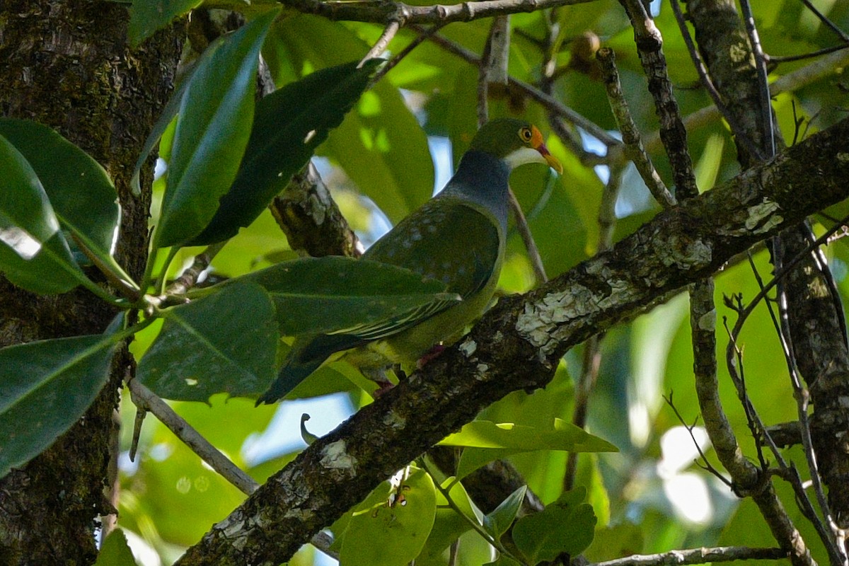 Orange-fronted Fruit-Dove - ML643474627