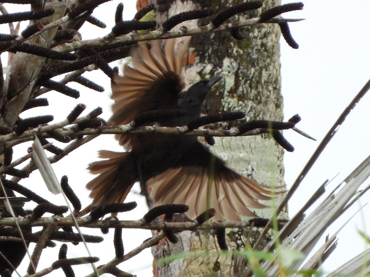 Samoan Starling - ML643474629