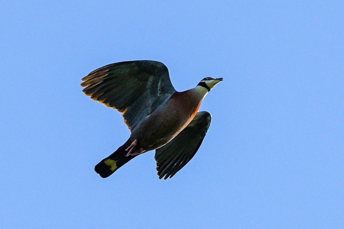 Collared Imperial-Pigeon - ML643474630