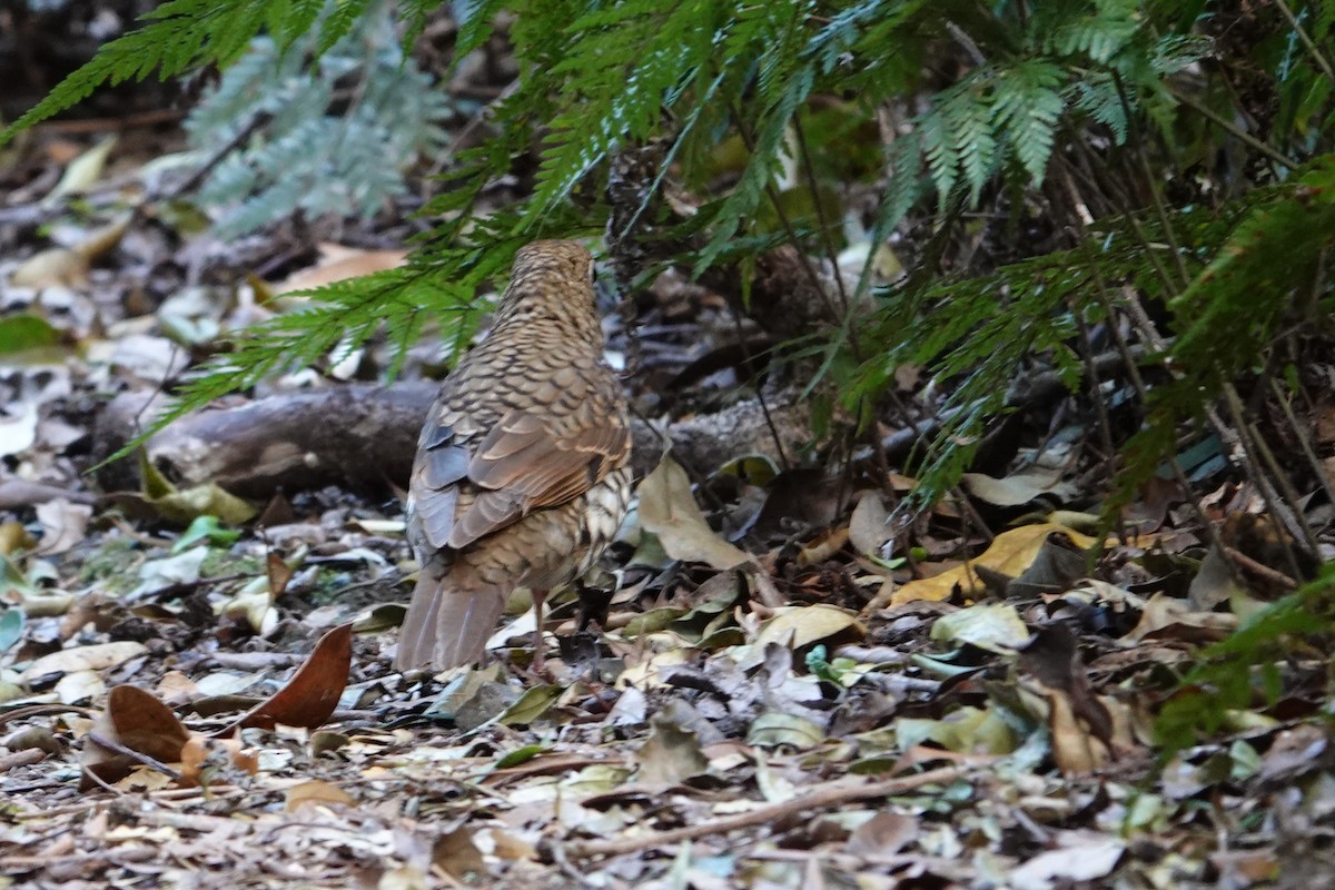 Bassian/Russet-tailed Thrush - ML643474631