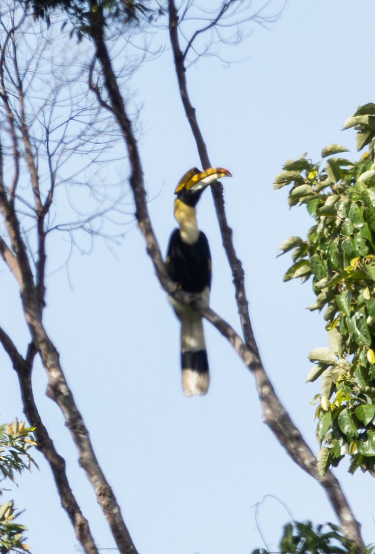 Great Hornbill - ML643474632