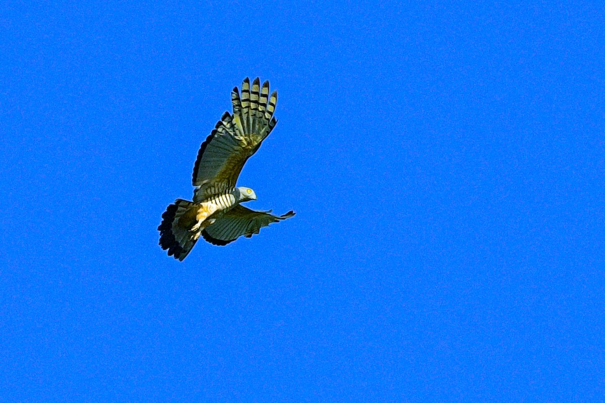 Pacific Baza - ML643474634