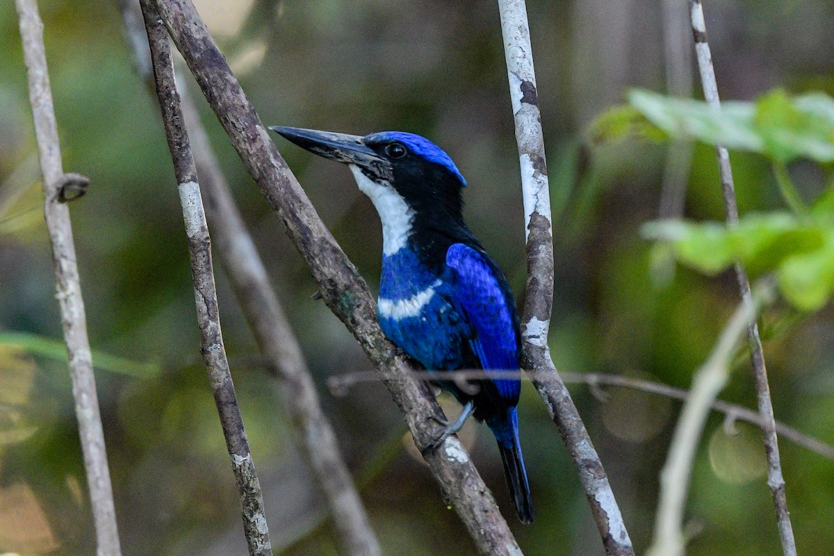 Blue-black Kingfisher - ML643474637