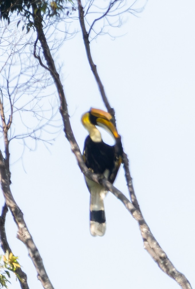Great Hornbill - ML643474640