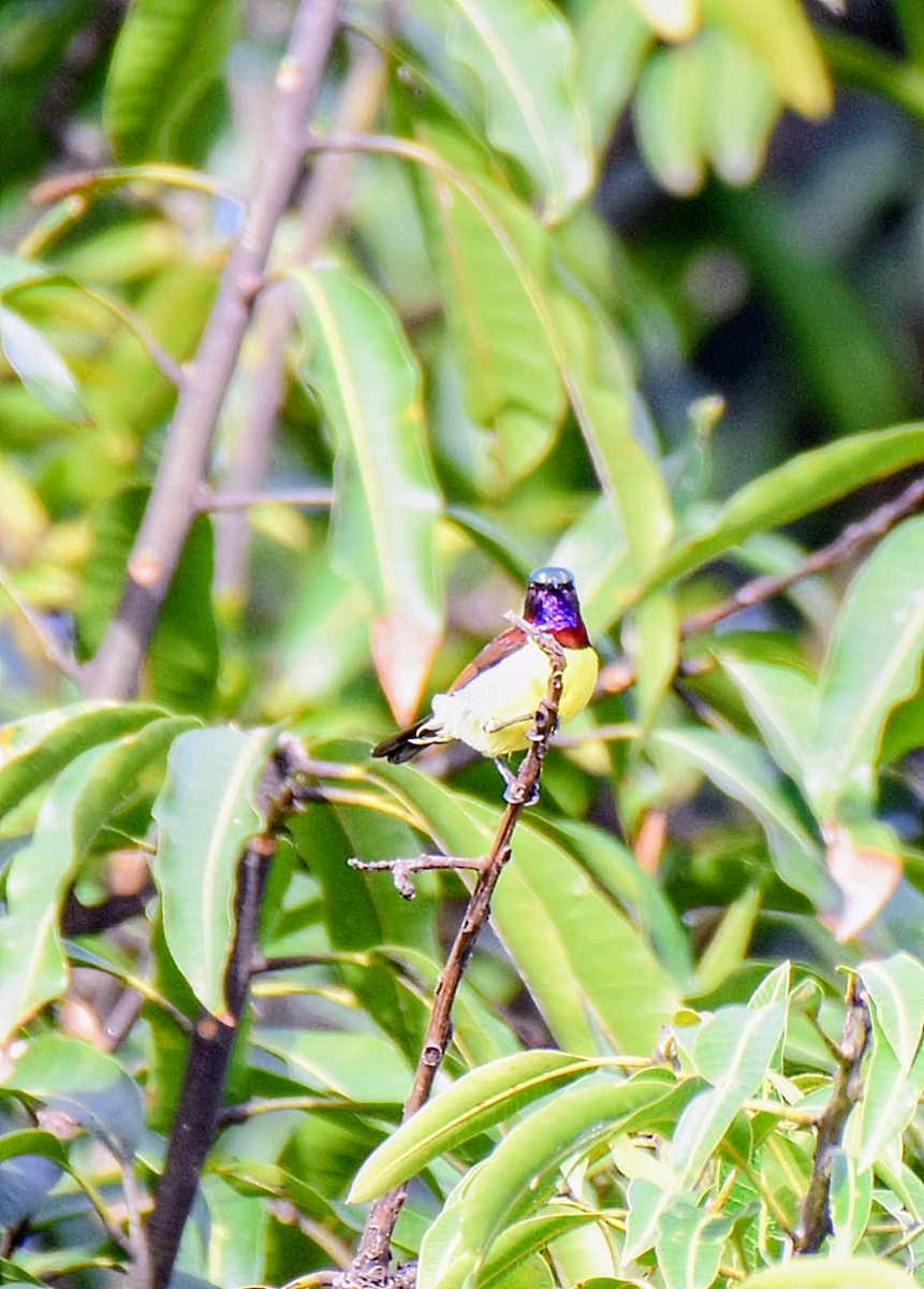 Purple-rumped Sunbird - ML643474642