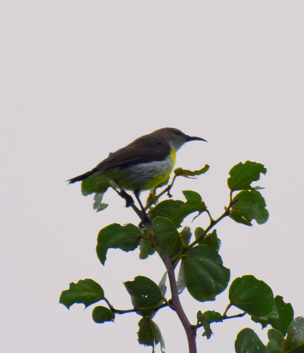 Purple-rumped Sunbird - ML643474643