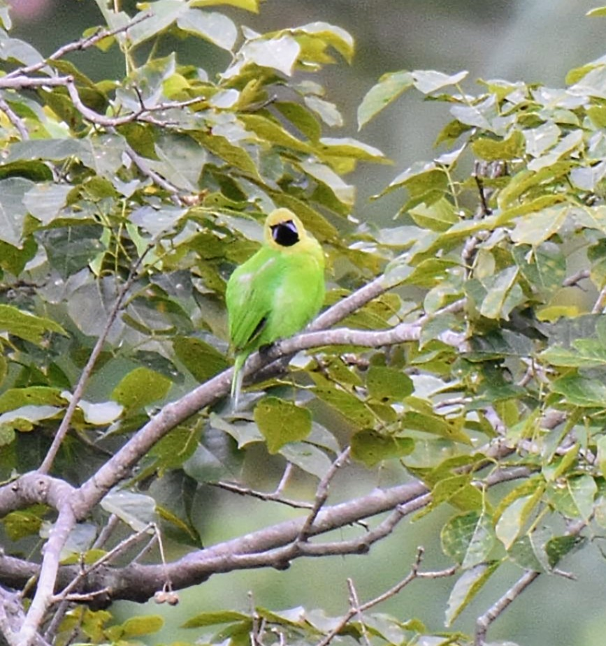 Jerdon's/Golden-fronted Leafbird - ML643474646