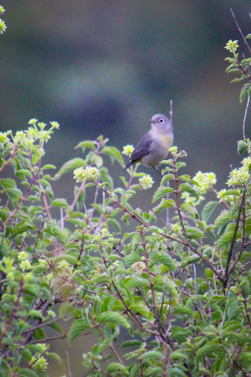 Virginia's Warbler - ML643474648