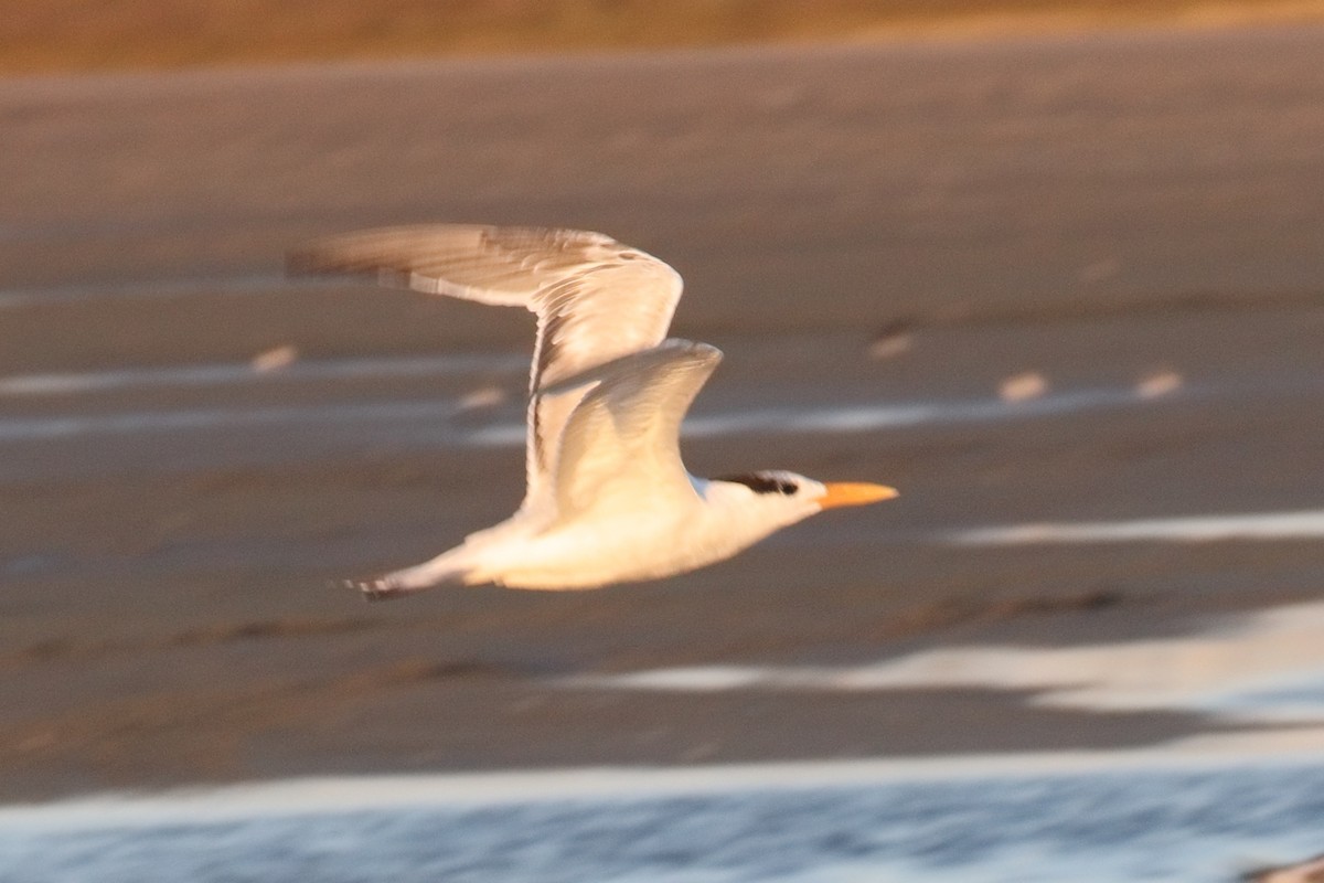 Royal Tern - ML643474650